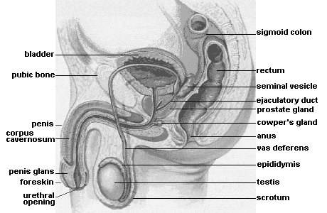 Anus And Scrotum