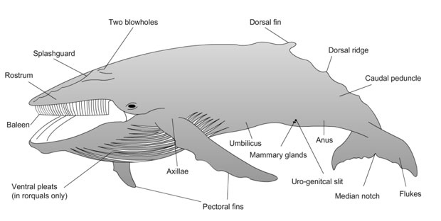 baleen-whales.jpg