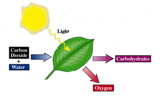 Chemical Energy Examples