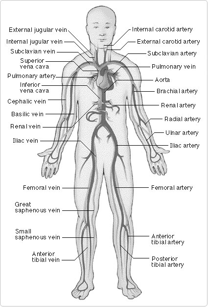 circulatory system functions. Functions of Blood System