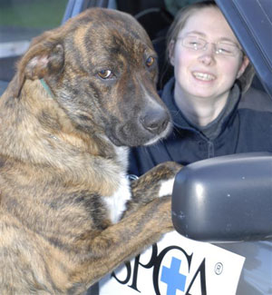 Animalattendant.jpg Animalattendant.jpg
