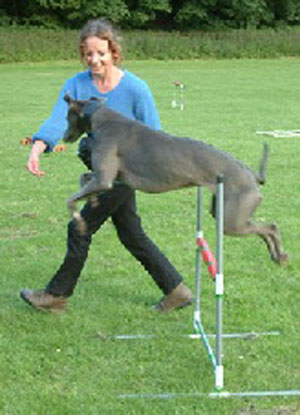 Animalbehaviour2.jpg