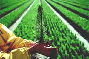 Forestrysci2.jpg Forestrysci2.jpg