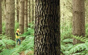 Forestrysci3.jpg Forestrysci3.jpg