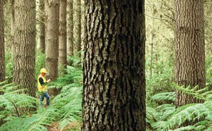Forestrysci3.jpg