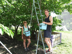 Fruit-Picker.jpg
