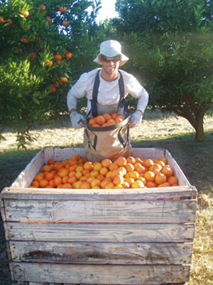 Fruit-Picker2.jpg