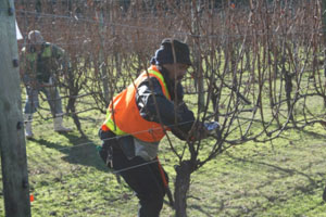 Grape-Grower.jpg