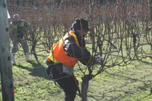 Grape-Grower.jpg