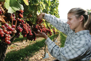 Grape-Grower3.jpg