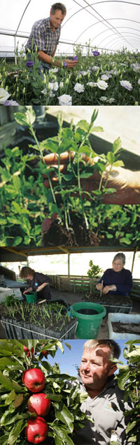 Horticulture-strip.jpg