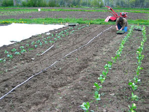Organic-Grower.jpg