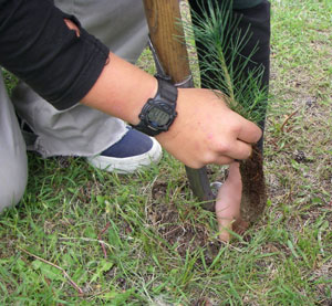 Silviculture2.jpg Silviculture2.jpg