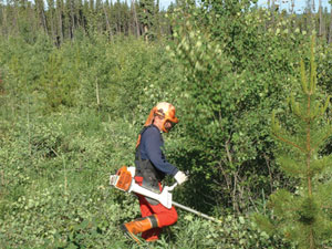 Silviculture3.jpg Silviculture3.jpg