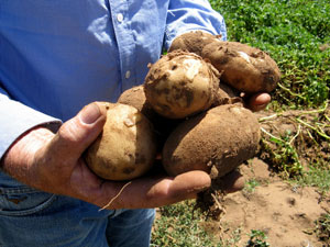 Vegetable2.jpg