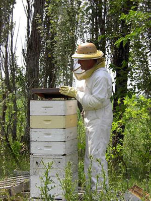 beekeeper.jpg