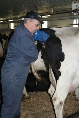 breedingcow.jpg