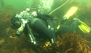 diver3.jpg