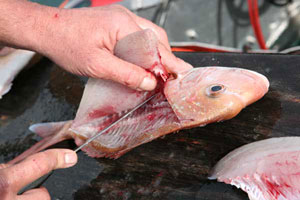 filleting-fish1.jpg