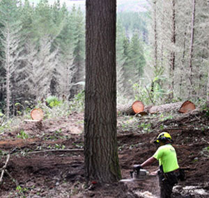 forestharvman4.jpg null