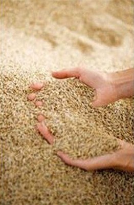 grain.jpg