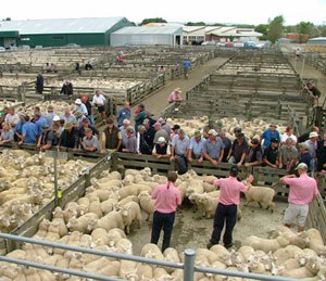 livestock2.jpg