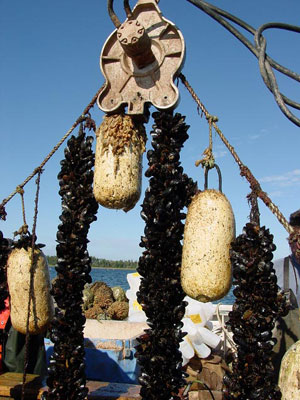 mussel4.jpg