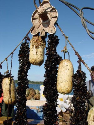 mussel4.jpg