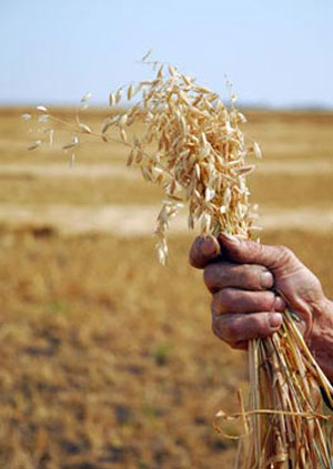 oat.jpg oat.jpg