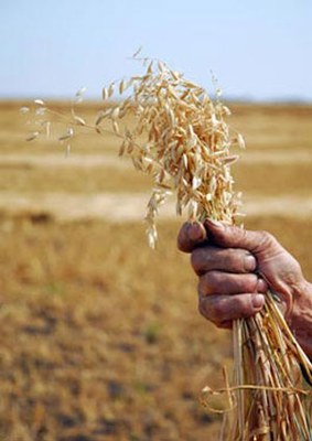 oat.jpg
