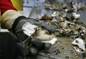 oyster2.jpg