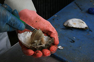 oysterop.jpg
