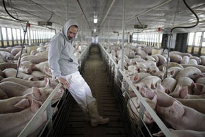 pig2.jpg
