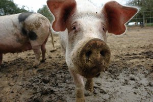 pig3.jpg