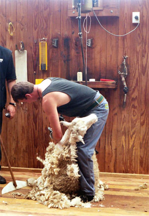 shearing2.jpg
