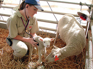 vet_and_sheep.jpg