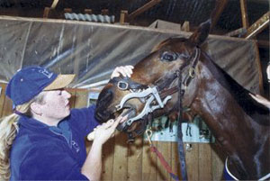 vethorse.jpg