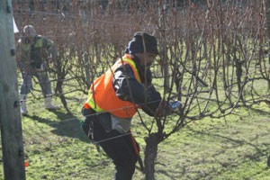 Grape-Grower.jpg