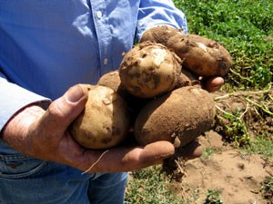 Vegetable2.jpg
