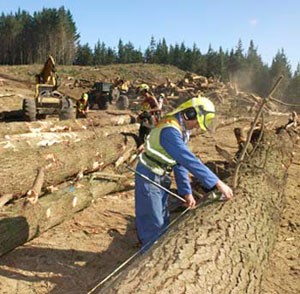 forestharvman.jpg