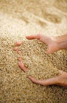grain.jpg