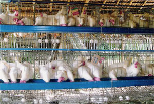 hen.jpg