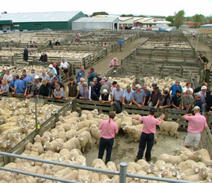livestock2.jpg