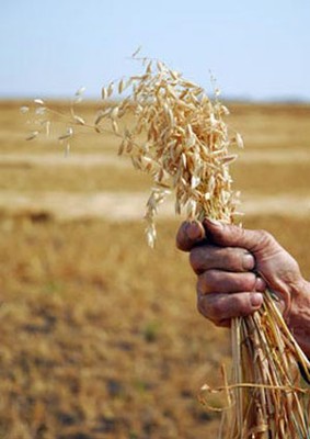 oat.jpg