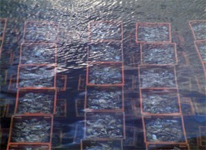 oyster.jpg