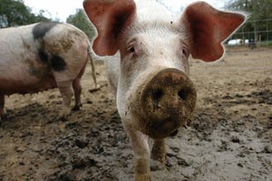 pig3.jpg