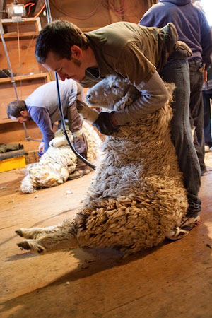 shearing3.jpg
