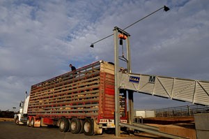 sheeptruck2.jpg