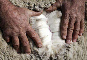 wool2.jpg