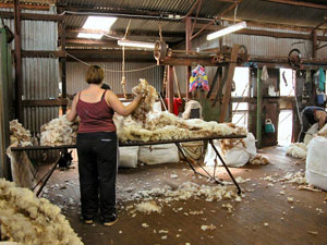 woolclassers2.jpg